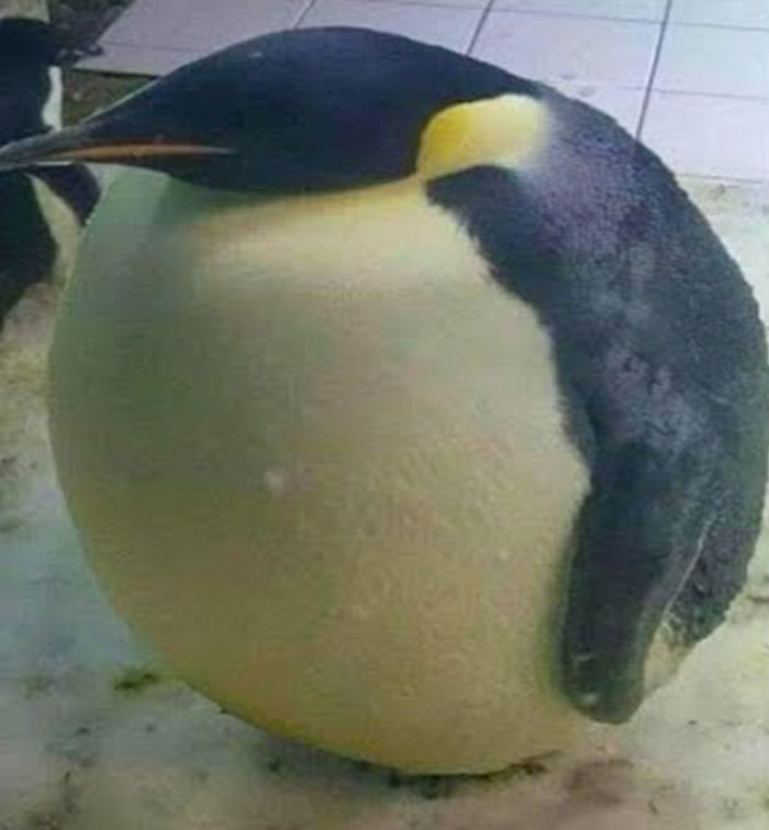 Round penguin standing on a tiled floor, showcasing one of the hardest animals with a strong, sturdy appearance.