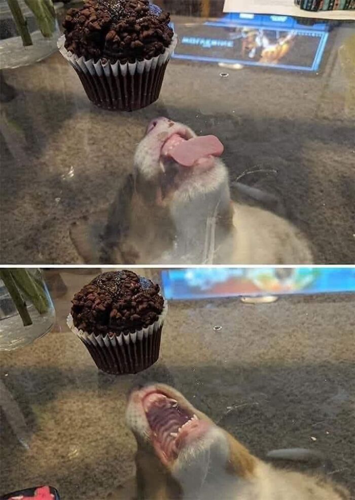 Perro actuando sin sentido tratando de alcanzar un cupcake a través de una mesa de vidrio.