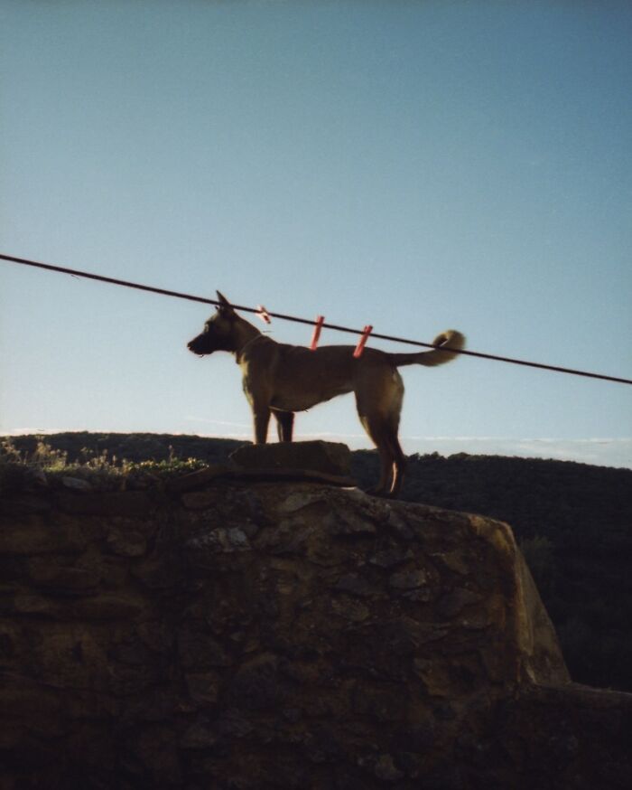 A dog standing on a rock aligns perfectly with a clothesline, creating an amusing optical illusion.