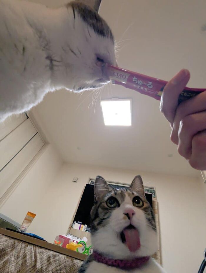 Gatos actuando sin sentido, uno lamiendo y otro comiendo de un tubo, mostrando su lado más curioso.