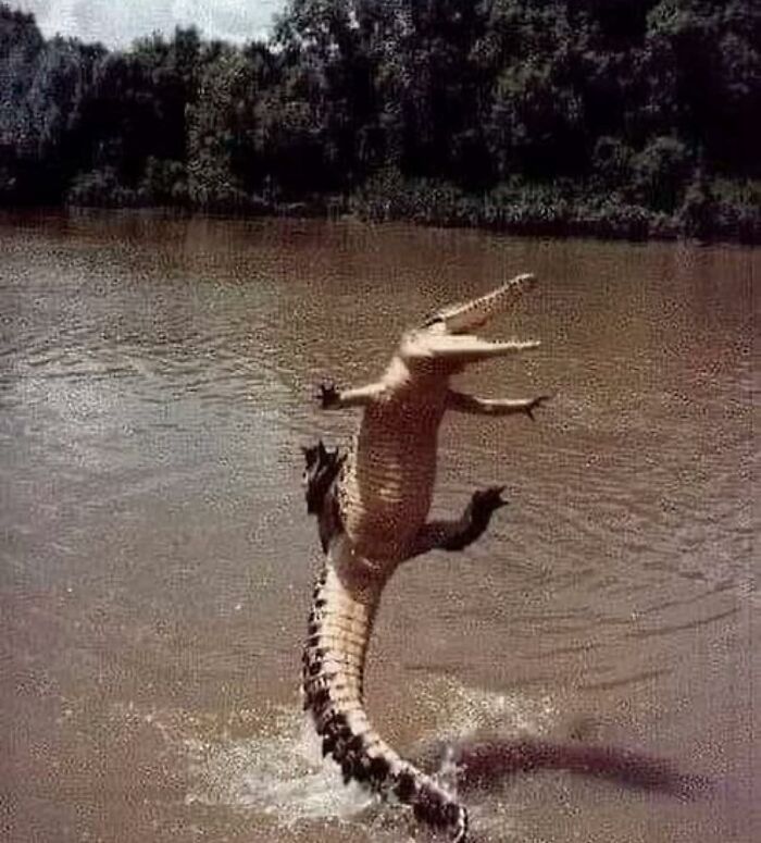 Cocodrilo actuando sin sentido, saltando en el agua con las patas estiradas, activando su modo «goblin».