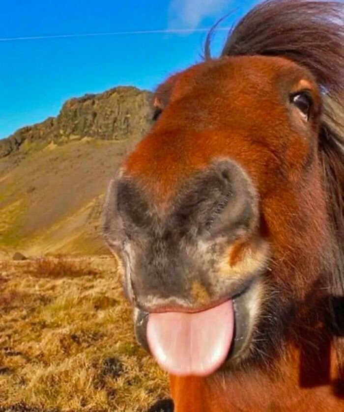 A horse sticking out its tongue in a funny manner, embodying "goblin mode" against a scenic mountain backdrop.