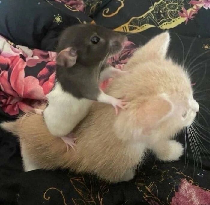 Rata sobre un gatito, mostrando animales actuando sin sentido.