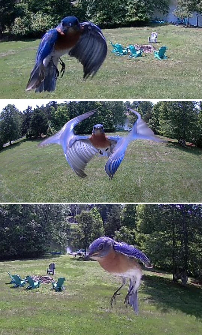 A bird swooping aggressively at a camera in a grassy backyard, showcasing birds being jerks.