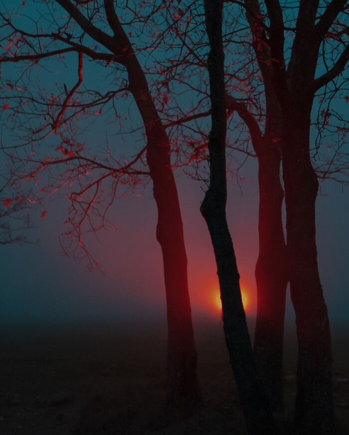 Trees silhouetted against a misty sunset create an intriguing coincidence effect.