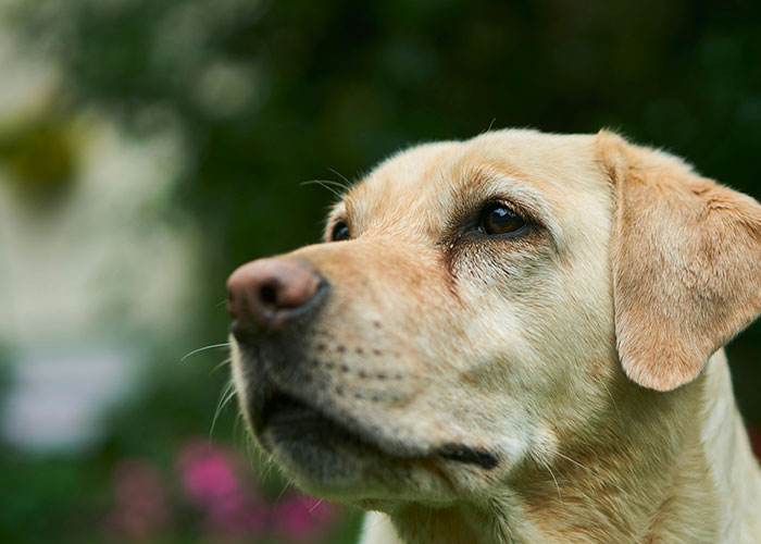 Labrador retriever looking pensive in a garden, symbolizing the unpredictable nature of pets.