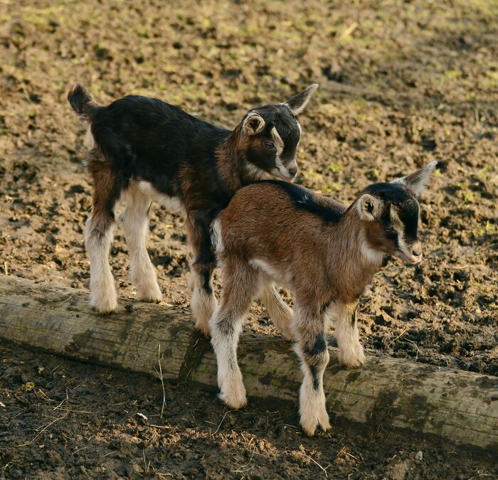 Two young goats playing on a log in a muddy field, symbolizing change and adaptability like therapists changing mindsets.