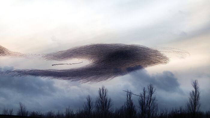 Migrating birds forming intricate patterns in the sky, captured by Kathryn Cooper.