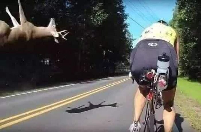 Cyclist on a road with a deer mid-air beside them in a bizarre scene, illustrating weird images worth seeing.