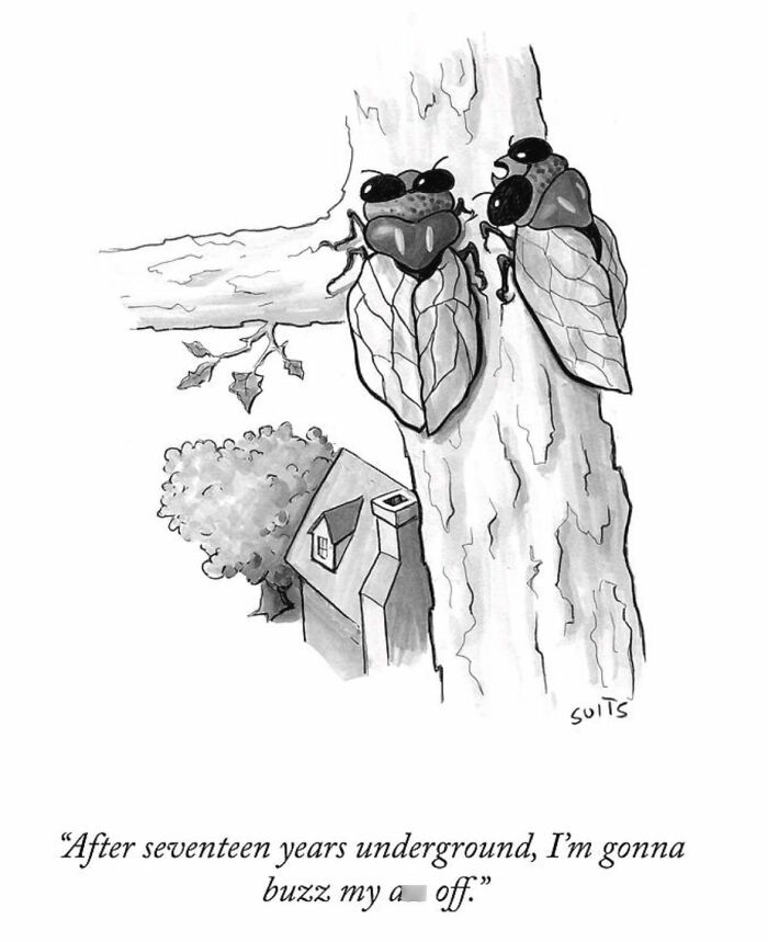 Cartoon by Julia Suits depicting two cicadas on a tree, humorously discussing their emergence after seventeen years underground.