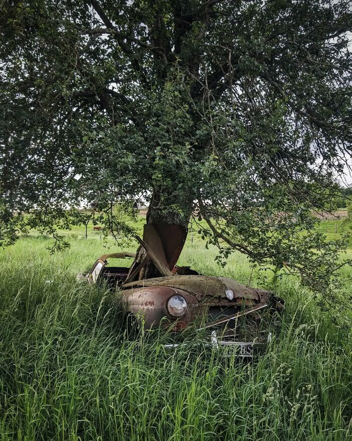 Tree growing through an abandoned car in a grassy field, illustrating nature reclaiming civilization.