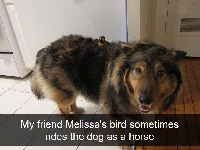 A small bird amusingly rides on a large fluffy dog, showcasing animals going full goblin mode.
