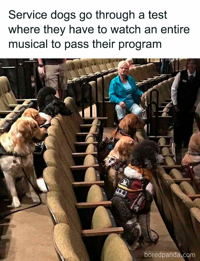 Service dogs in theater seats, participating in musical training, bringing a little joy.