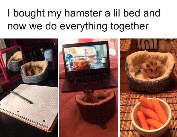 Hamster in a small bed enjoying activities together, including watching a screen and having snacks. Heartwarming moment.