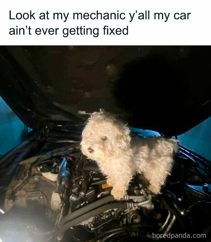 Fluffy dog standing on a car engine, adding humor and joy to the scene.