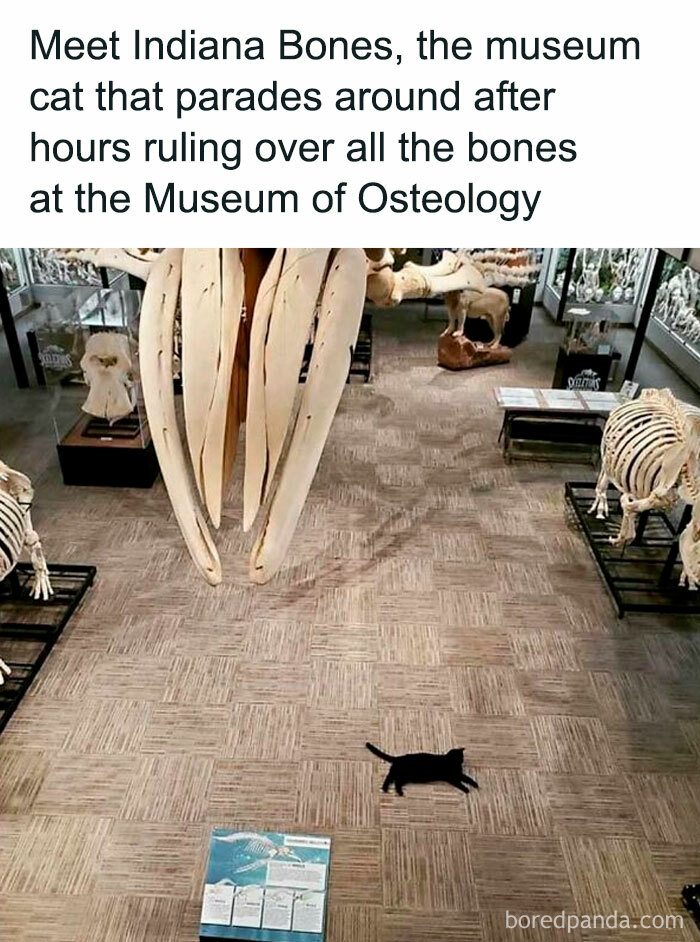 Museum cat Indiana Bones wanders among skeletons, bringing a little joy at the Museum of Osteology.