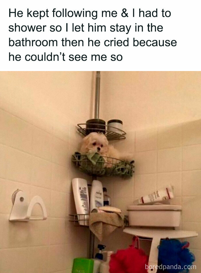 Cute dog sitting in a shower caddy, showcasing a heartwarming meme.
