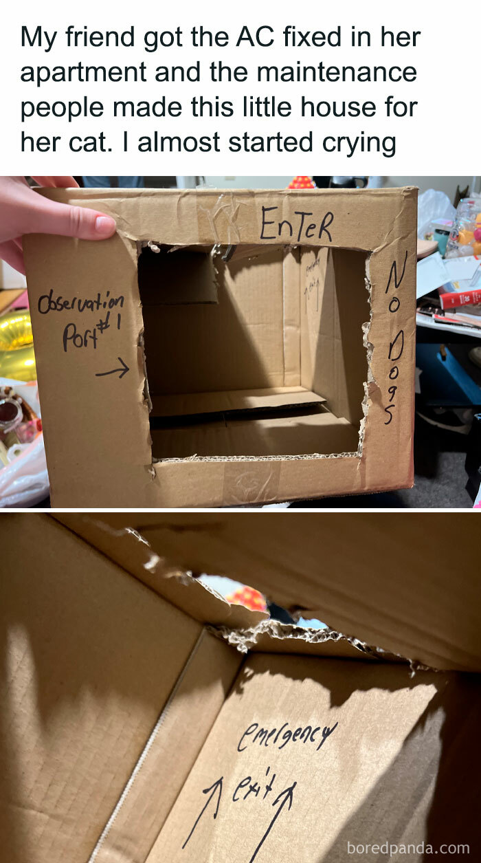 Cardboard cat house with labeled entrance and emergency exit, bringing heartwarming joy.