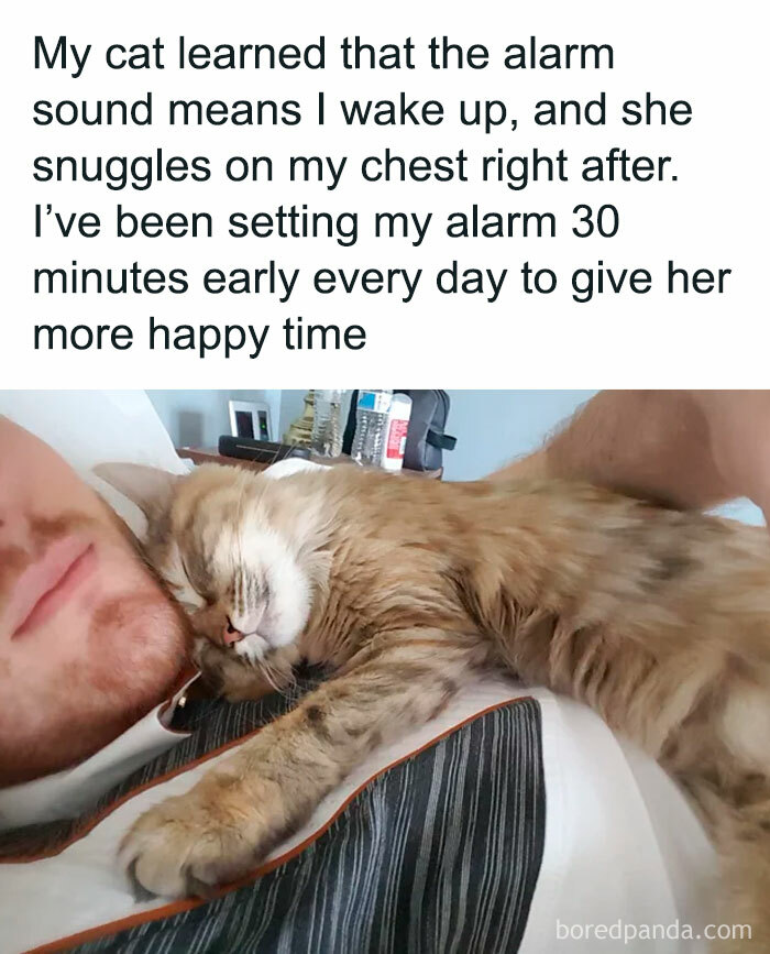 Cat snuggles on person's chest, triggered by alarm sound, creating heartwarming morning routine.