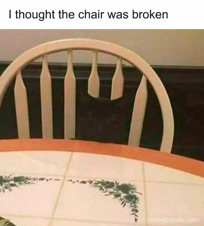 A cat's black face blends in with a chair's backrest, creating a funny optical illusion.