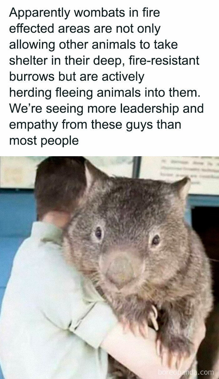 A person holding a wombat with text on compassionate animal leadership, bringing joy.