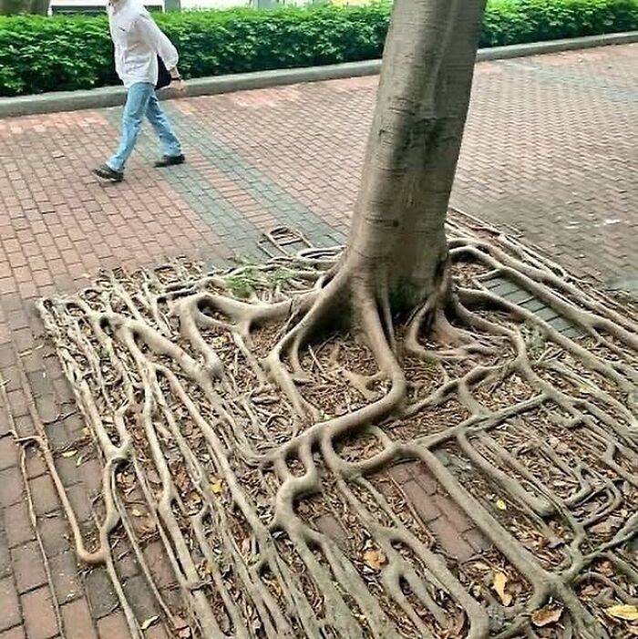 Tree roots growing on brick pavement, creating an intricate pattern.
