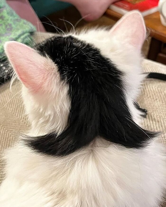 Cat with a black and white fur pattern resembling a mullet hairstyle, embodying interesting images from Cultureavenue.
