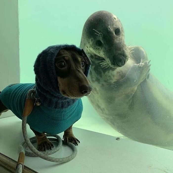 Dog in a blue outfit next to a curious seal in an aquarium, showcasing interesting images.