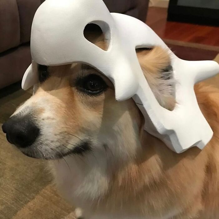 Corgi wearing a dinosaur skull helmet, showcasing an interesting image for Cultureavenue.