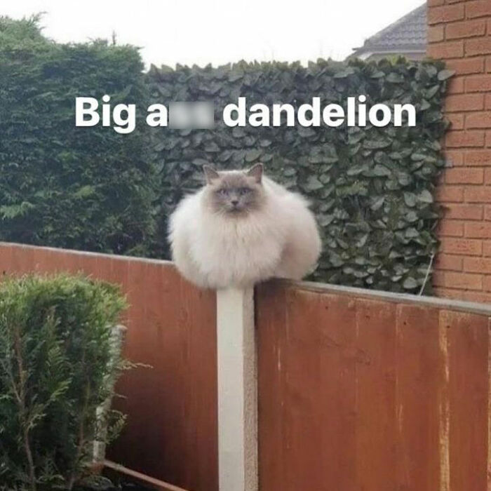 Fluffy cat sitting humorously on a post, resembling a dandelion.