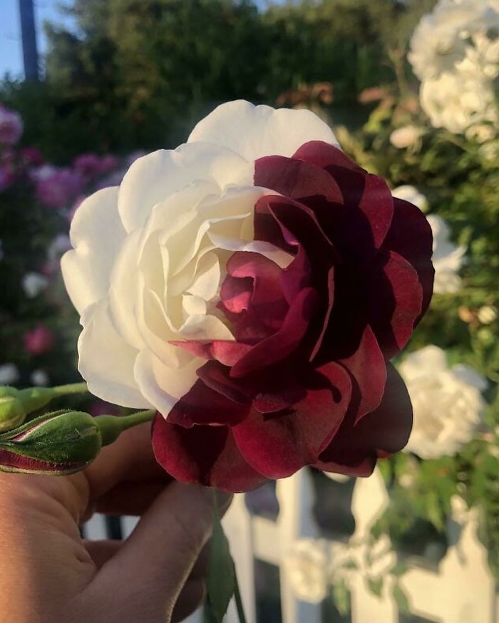 Unique rose with half white and half dark red petals, held up against a garden backdrop.