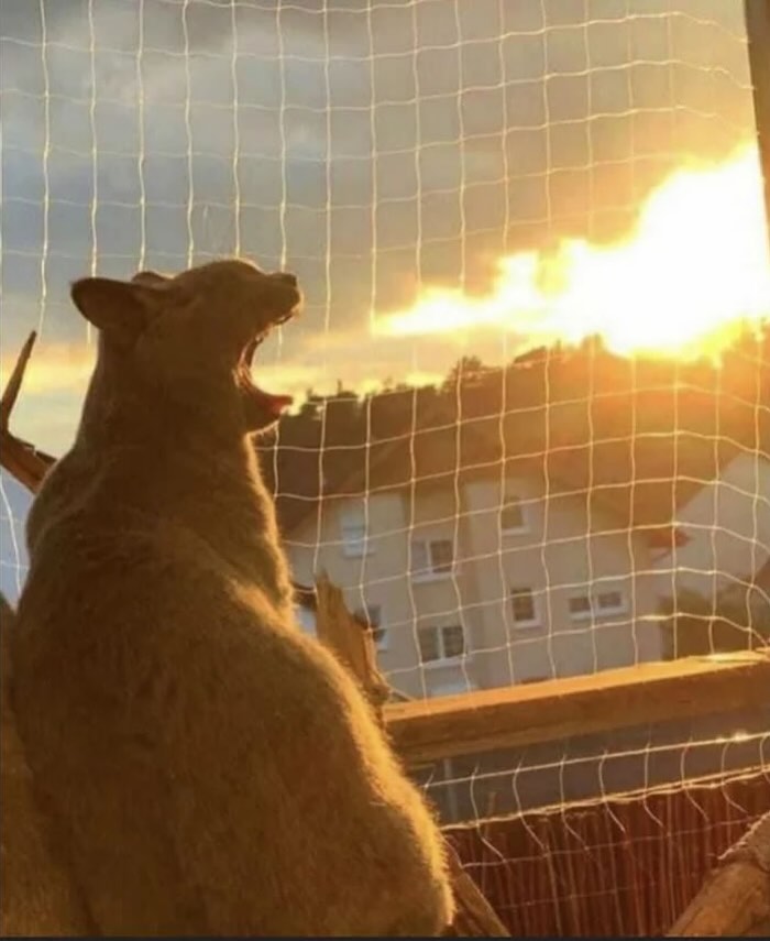 Cat yawning at sunrise behind a net, showcasing interesting images with vibrant light and cultural ambiance.