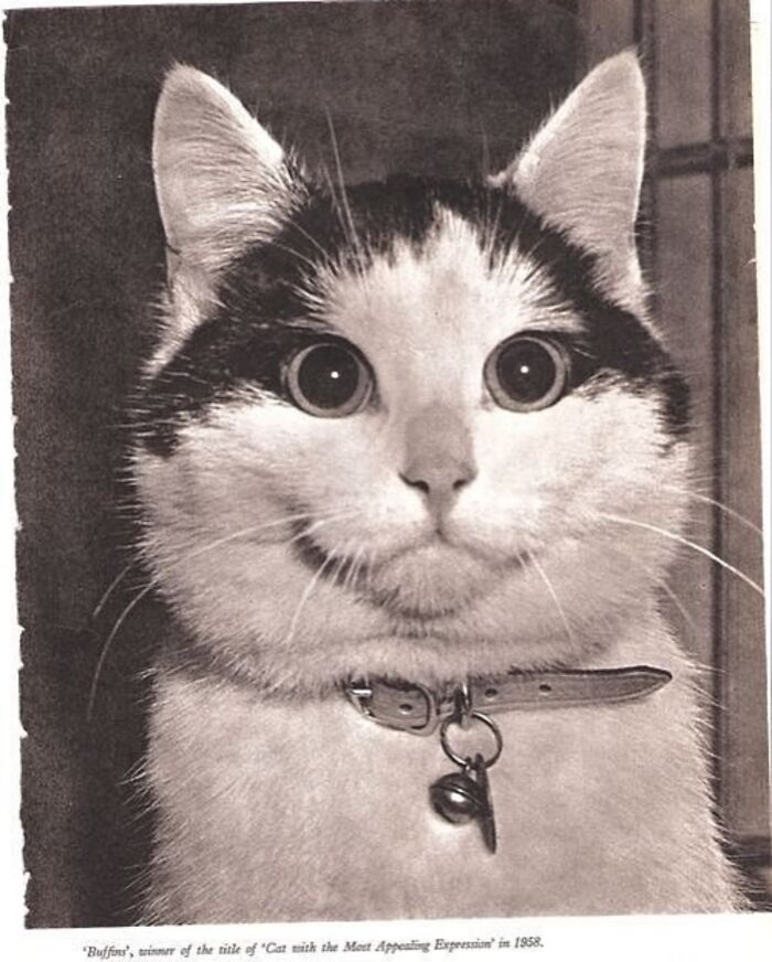 Black and white vintage cat photo with a collar and bell, featuring a charming, wide-eyed expression.