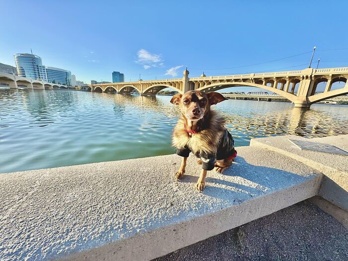 A small dog in a jacket sits by the water with a bridge in the background, symbolizing a reunion with its owner. A small dog in a jacket sits by the water with a bridge in the background, symbolizing a reunion with its owner.