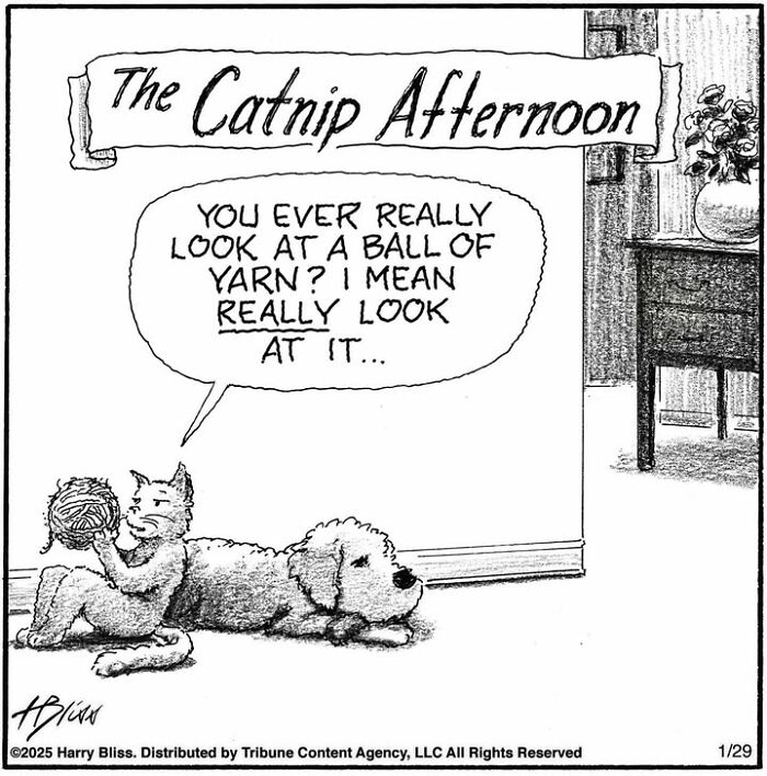 Cat and dog in Harry Bliss comic, cat pondering yarn ball, comic strip humor.
