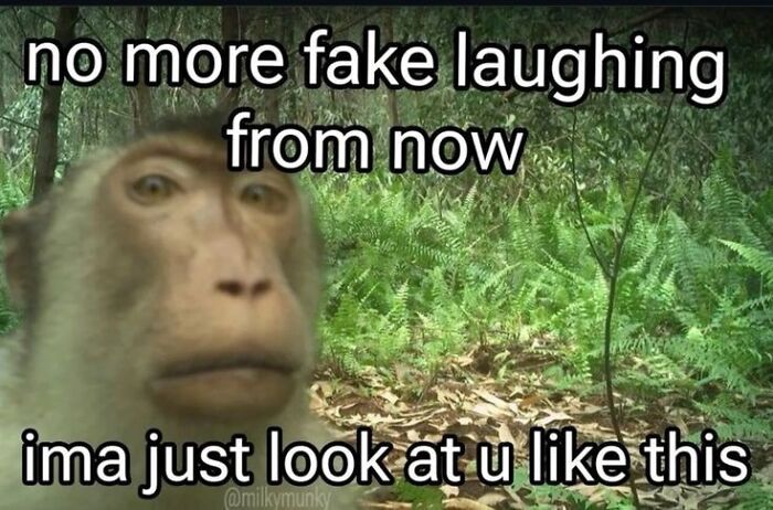Monkey with a serious expression in a forest, captioned with funny silly text for a Facebook meme.
