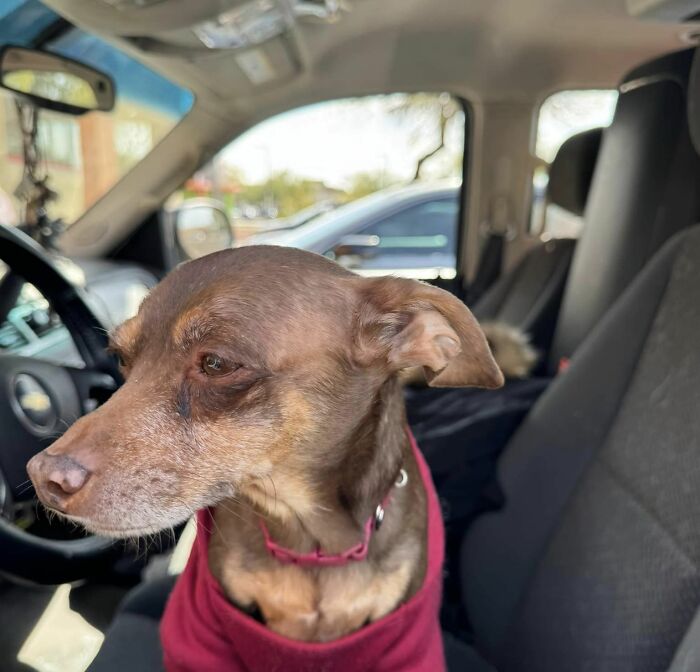 Dog reunited with owner after 8 years, sits in car, wearing a red harness, looking out the window. Dog reunited with owner after 8 years, sits in car, wearing a red harness, looking out the window.