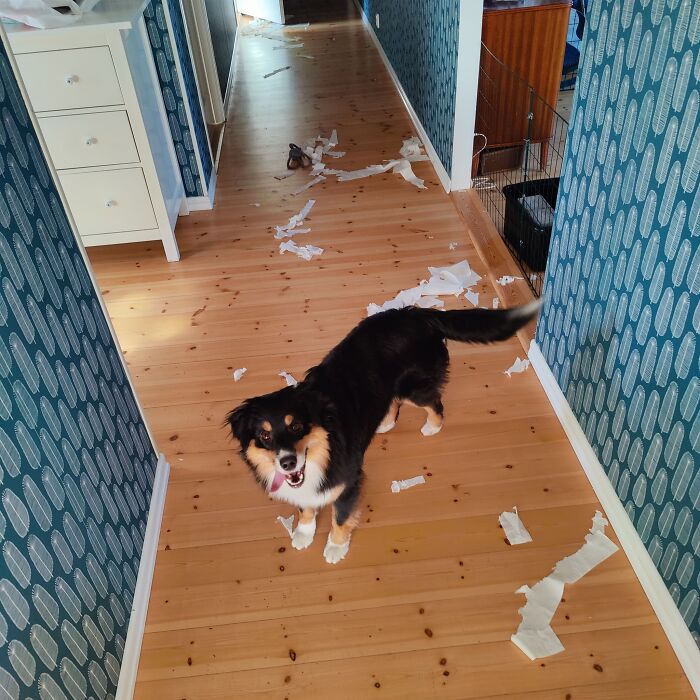 Miniature American Shepherd Greta From Sweden. She Is 9 Months Old And Is Being Trained To Be Alone For Short Periods – But We Forgot To Close The Bathroom Door. Could She Be Any Happier?