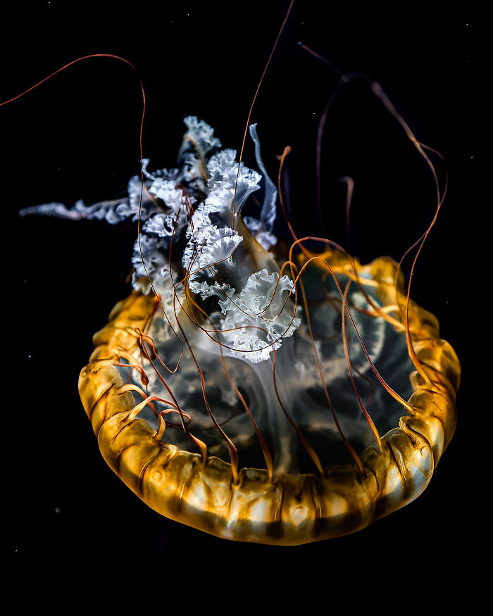 "Golden Phantom" By Aliace Uesan