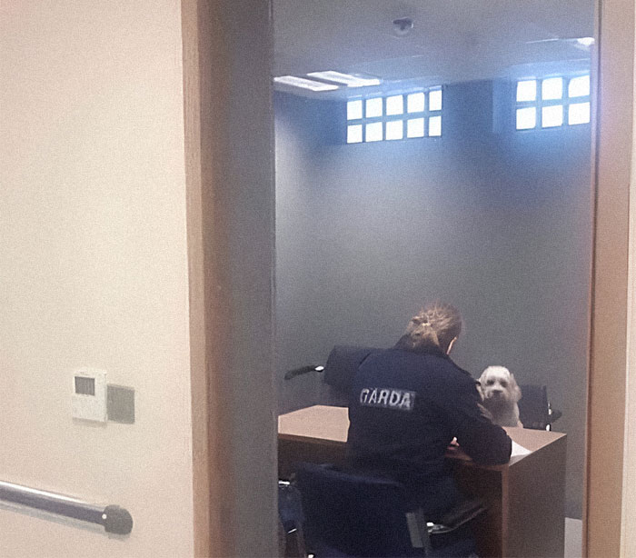 Agente de policía irlandesa interrogando a un perro en una sala de interrogación. Escena divertida e inquietante.