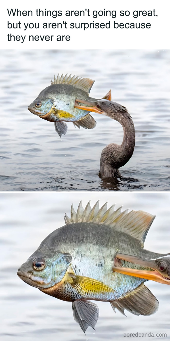 Bird humor: a bird pokes a fish from underwater, showcasing its mischievous antics.
