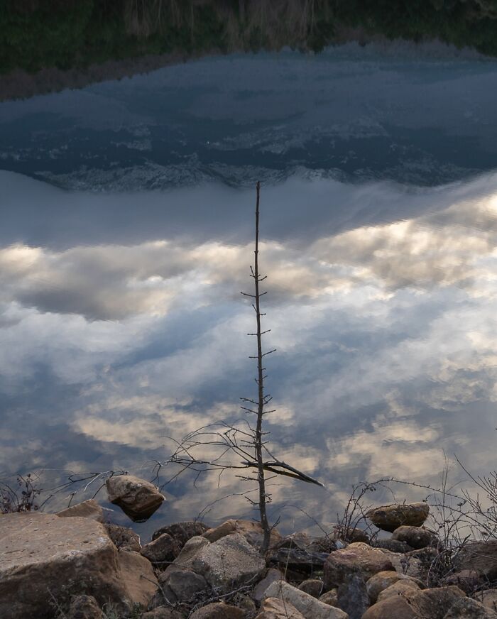 A lone tree branch against a reflective water surface creating an optical illusion, part of The Coincidence Project.