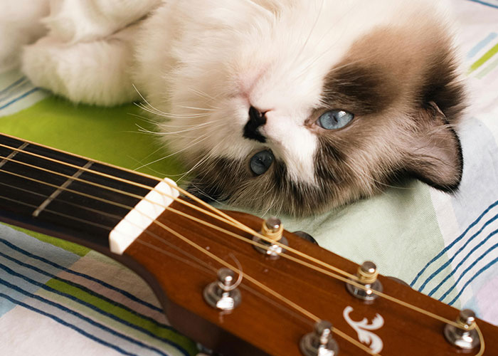 Cat lying beside a guitar on a striped blanket, looking up with blue eyes.