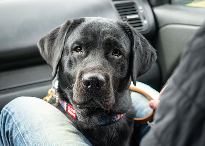 People With Impossibly Dumb Pets Share Their Stories, Here Are 45 Of The Most Unhinged Ones