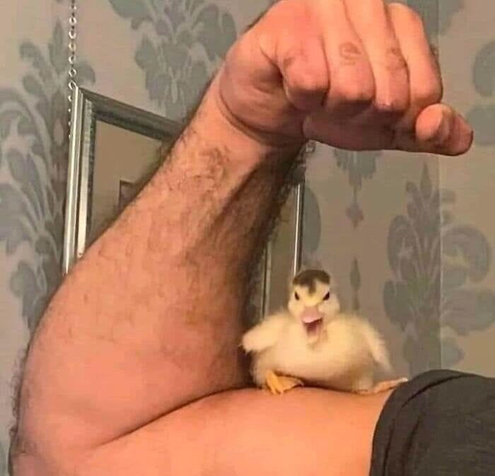 Un pato pequeño actuando sin sentido sobre un brazo levantado, mostrando su modo «goblin».