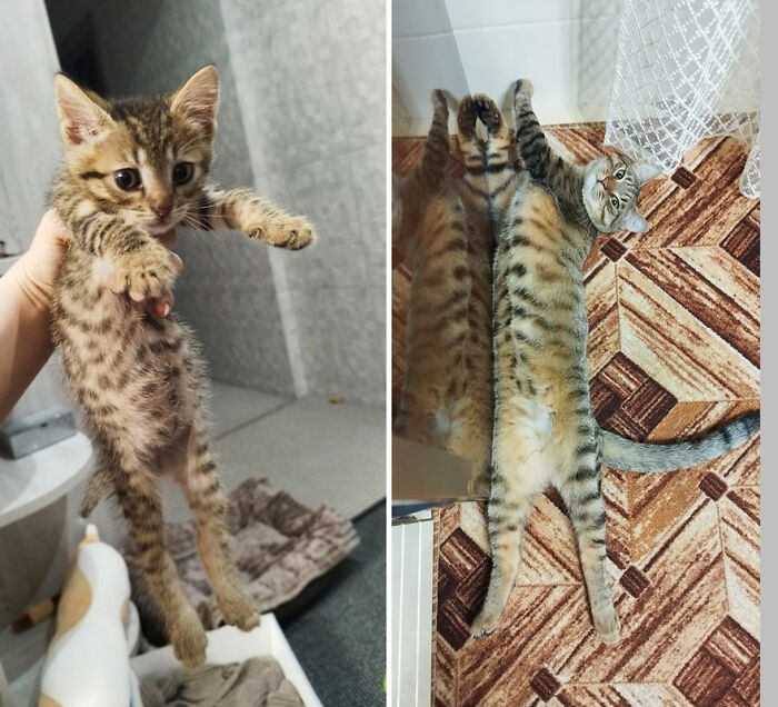 Kitten growing into a cat, shown in before and after photos.