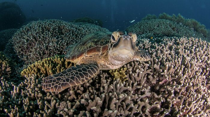 Sea turtle resting on vibrant coral, showcasing natural wonders underwater.