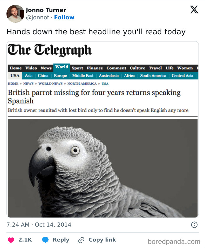Grey parrot in front of news headline about returning speaking Spanish, highlighting hilarious-news-headlines.