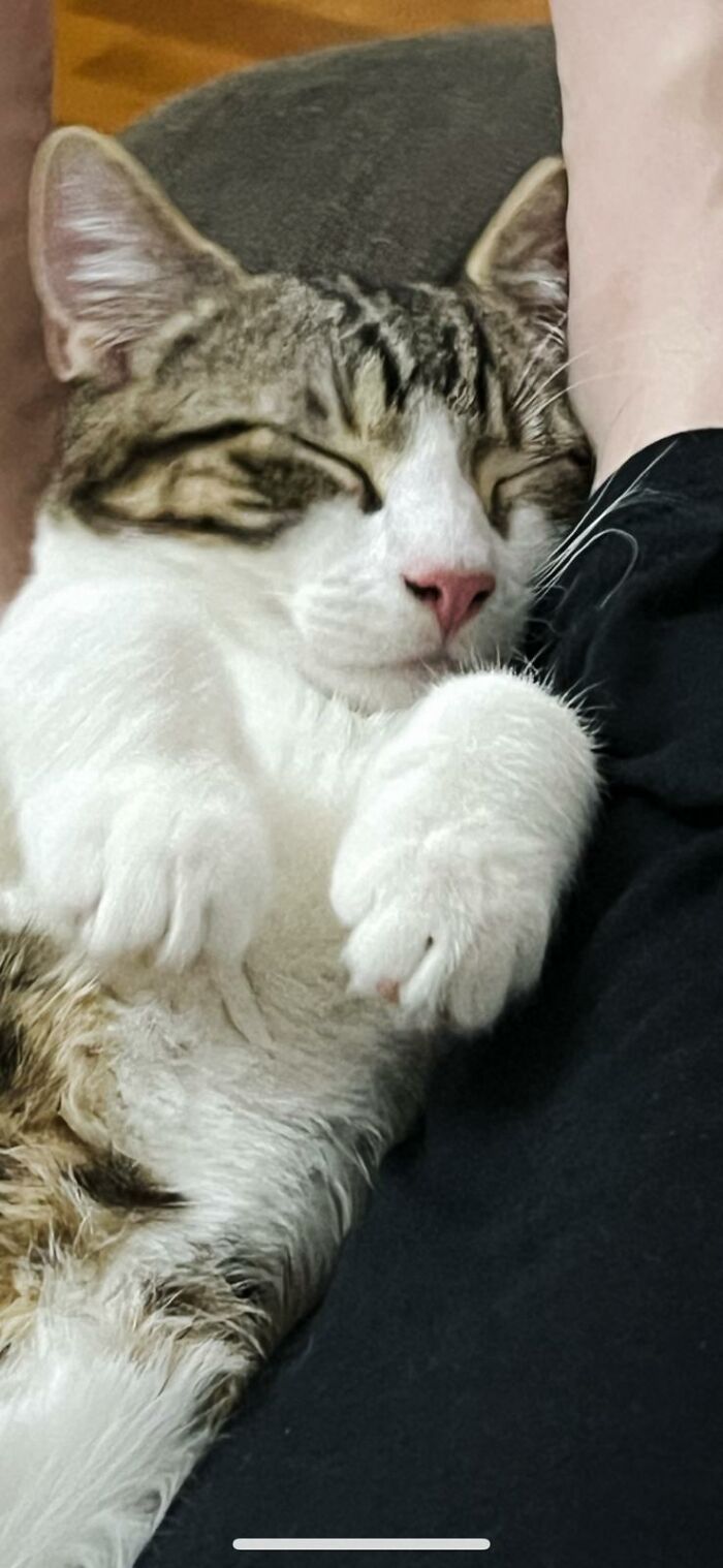 My Cat Jude (The Dude) Sleeps Like He's Mr Burns. Excellent