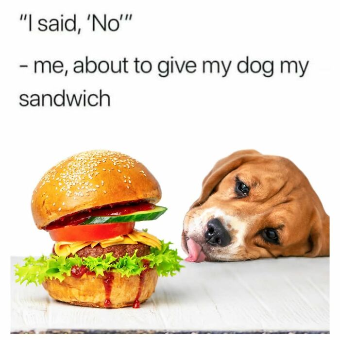 Dog looking at a sandwich with text about hesitation, capturing positivity in a humorous meme style.